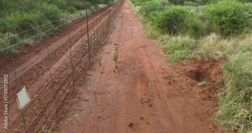 Aerial view of a lone cheetah walking on a red dirt road, contrasting with the green vegetation, Tumbeta Reserve, Thabazimbi, South Africa.