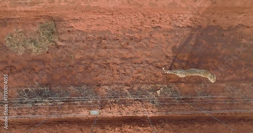 Aerial view of a cheetah walking along a red dirt road, its patterned coat contrasting with the earthy tones, Tumbeta Reserve, Thabazimbi, South Africa.