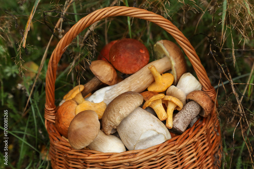 Edible different wild mushrooms porcini boletus in wicker basket in fern green leaves in autumn fall forest close up