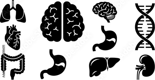 Human internal organs black silhouette icon set including brain, heart, lungs, stomach, liver, kidney, intestines and dna structure