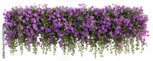 Dense, vibrant purple flowers cascading in a horizontal border