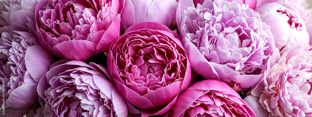 Obraz premium A close-up view of multiple peony flowers in various shades of pink and magenta, with soft, overlapping petals creating a luxurious, full texture.