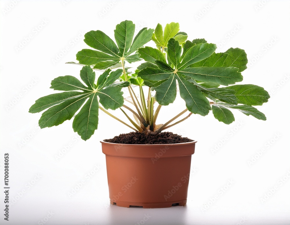Obraz premium cute mini fatsia japonica plant in a pot isolated on transparent or white background