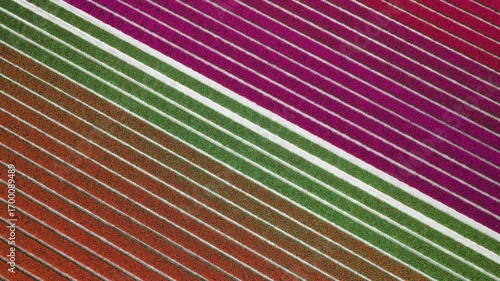 Aerial view of vibrant flower fields displaying a rich tapestry of colors, with stripes of pink, green, and orange, Lisse, Netherlands.