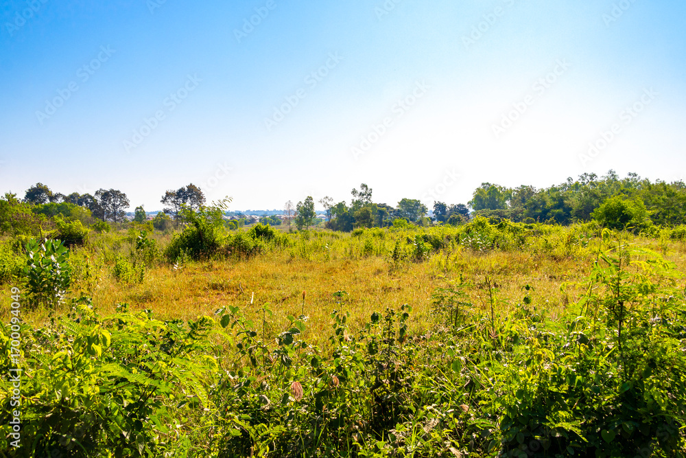 Fototapeta premium Tropical nature jungle rainforest with various plants trees of Thailand.