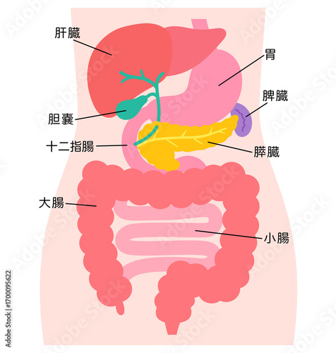 Foto 消化器系　肝臓　胆嚢　膵臓　胃　十二指腸　臓器の構造