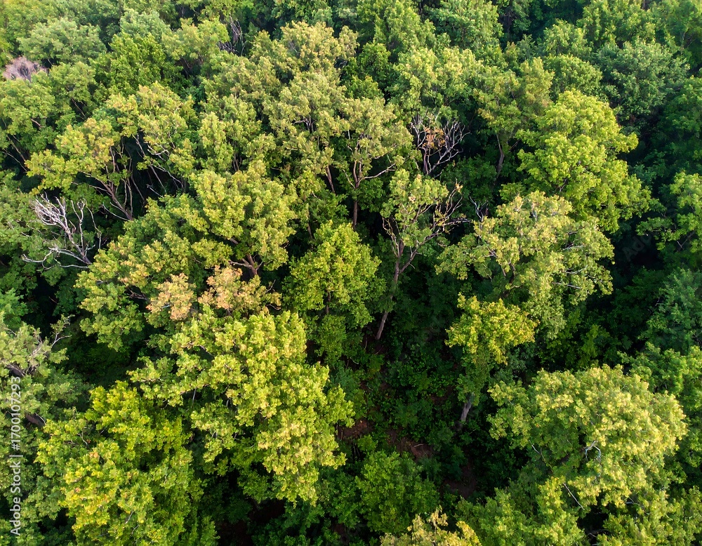 Naklejka premium Dense forest canopy overhead view
