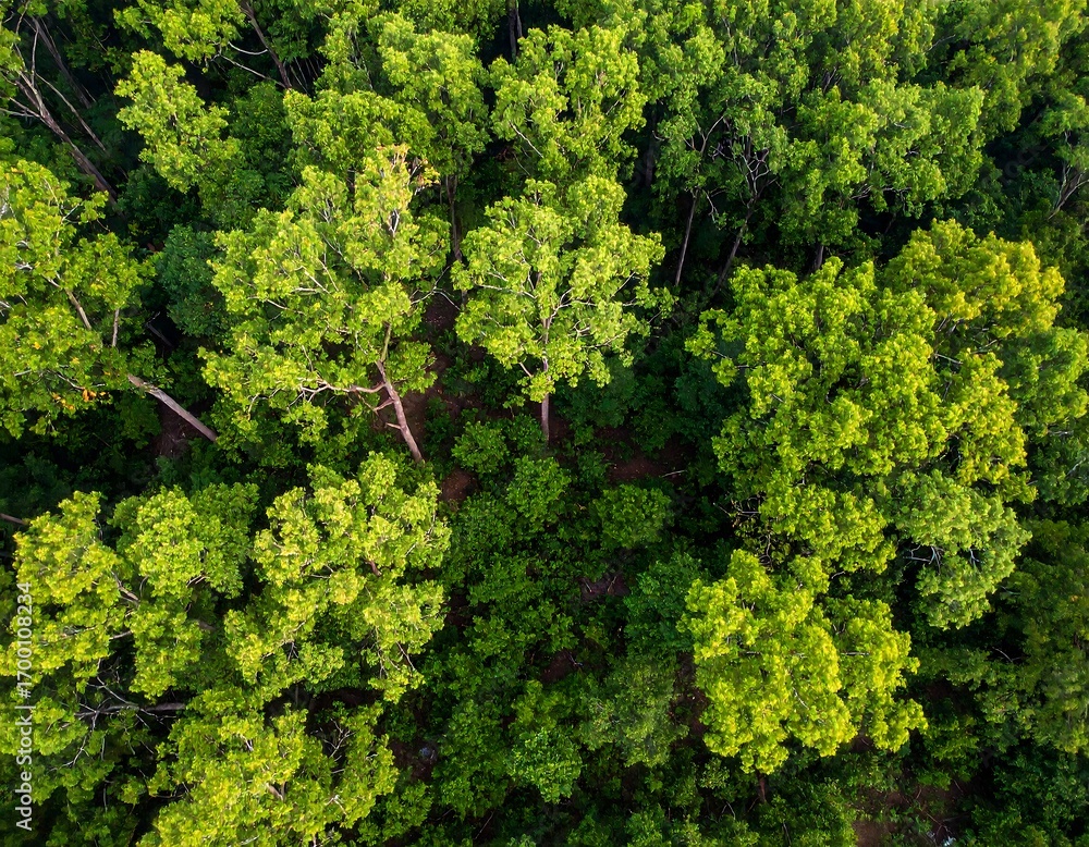 Naklejka premium Dense forest canopy