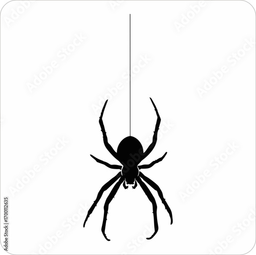 spider on a white background