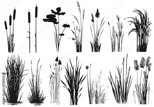 Silhouetted Botanical Illustration of Aquatic Plants and Grasses with Textural Details against a White Background