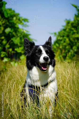 Scenic Vineyard with Border Collie and Grape Fields