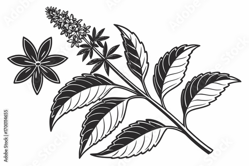 Black and white illustration of a star anise and mint plant branch