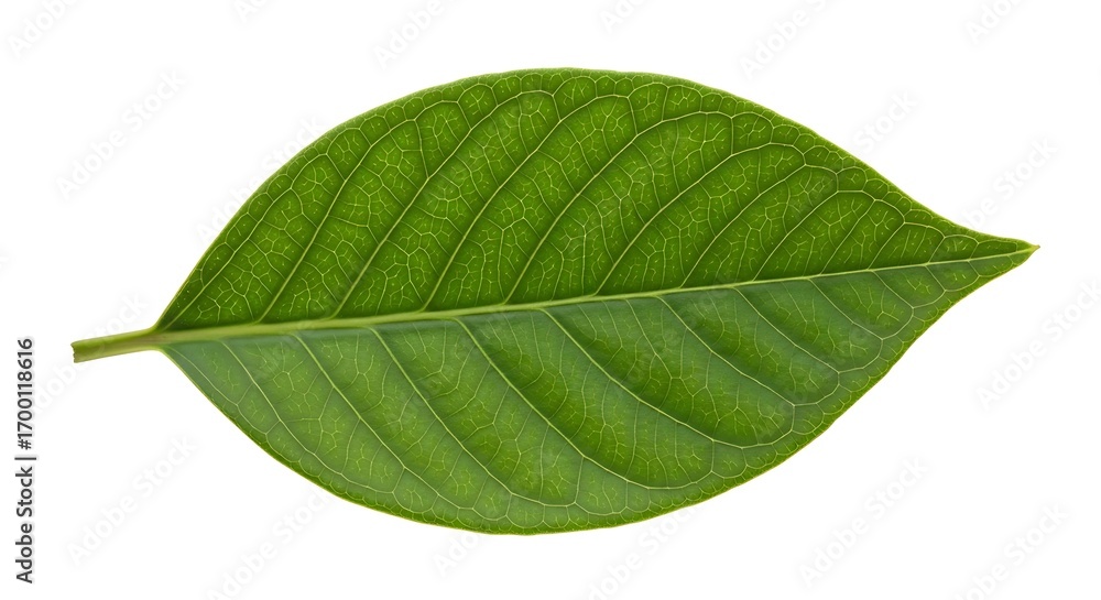 Fototapeta premium Close up of a single green leaf.