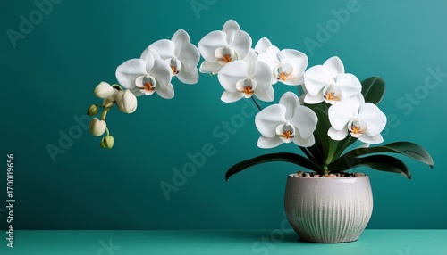 Elegant White Orchid Flower Arrangement In Decorative Pot Against A Minimalist Teal Background
