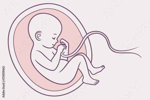 Illustration of a fetus developing inside the womb