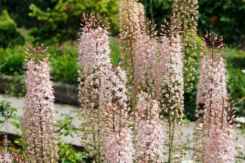 Fototapeta Naklejka Na Ścianę i Meble -  blooming pink eremurus in the garden

