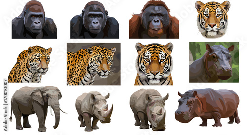 Majestic African Wildlife Collection Featuring Gorillas Orangutans Tigers Elephants Rhinos And Hippos On White Background