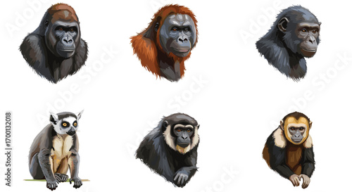 Collection of Six Primate Portraits Featuring Gorilla Orangutan Chimpanzee Lemur Monkey and Gibbon Isolated on White Background
