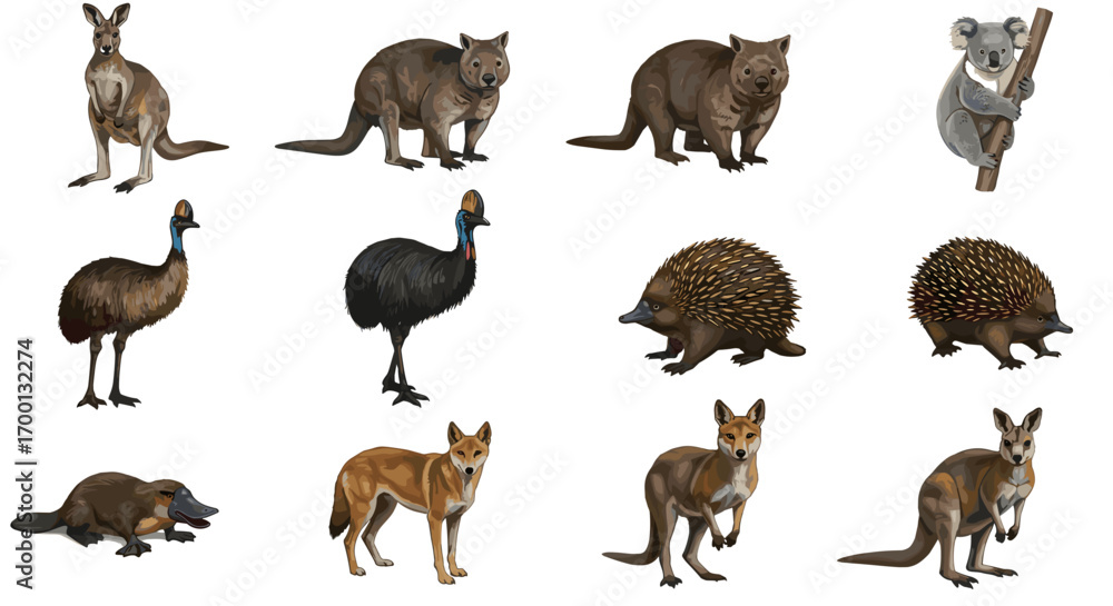 Obraz premium Collection of Australian Wildlife Animals Isolated on White Background