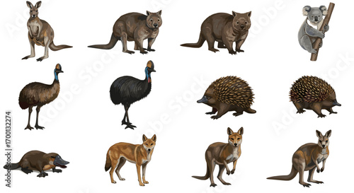 Collection of Australian Wildlife Animals Isolated on White Background