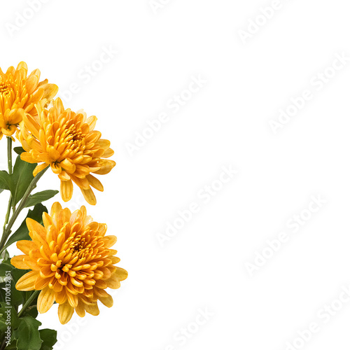 Yellow chrysanthemum bouquet against black background