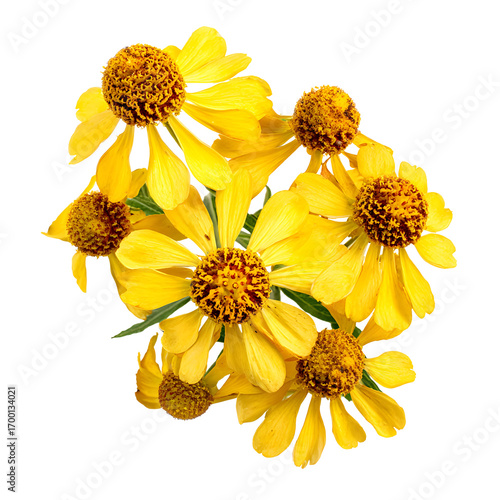 Yellow flower bouquet isolated