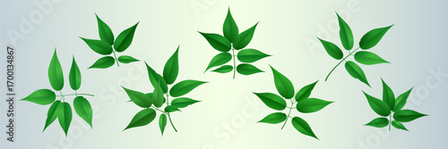 Branches of green leaves, natural foliage collection.