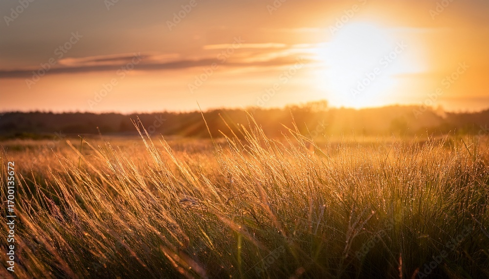 Fototapeta premium A Soft Golden Light Spilling Over A Field Of Tall Grass Creating A Peaceful And Calming Atmosphere In A Remote Meadow