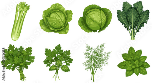 Collection of Fresh Green Leafy Vegetables and Herbs Isolated on White Background