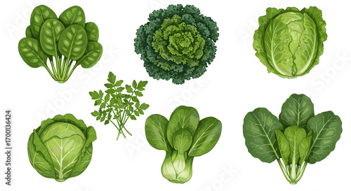 Assortment of Fresh Green Leafy Vegetables Isolated on White Background Healthy Food Concept