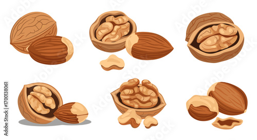 Collection of various healthy nuts including walnuts almonds and hazelnuts in different forms and stages of opening