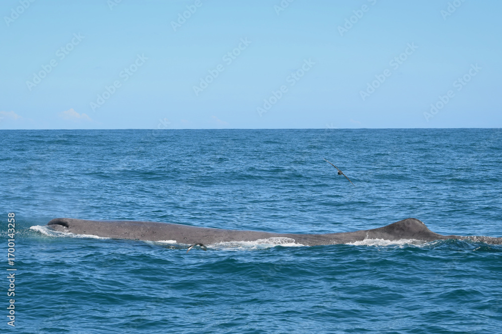 Obraz premium Sperm whale diving below surface in Tasman Sea, South Island, New Zealand