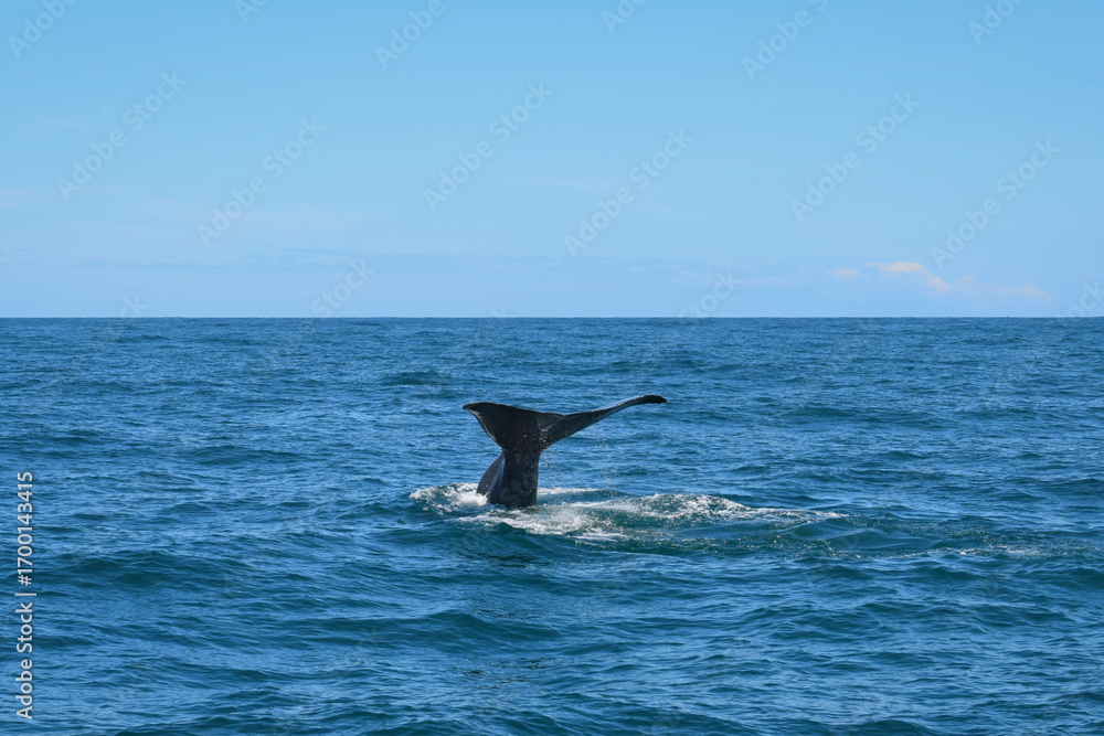 Obraz premium Sperm whale tail fluke above surface in Tasman Sea, South Island, New Zealand