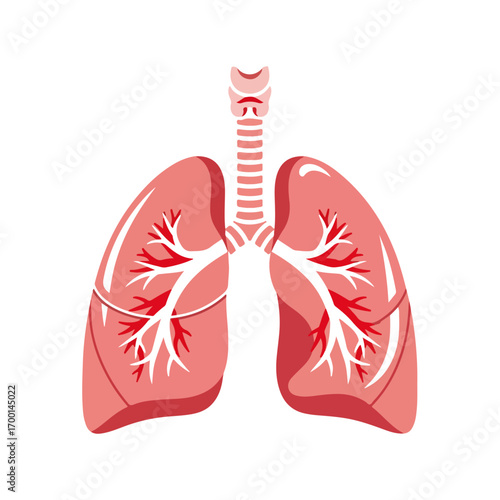 Anatomical Lungs Vector Graphic
