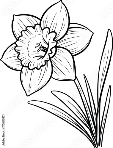 Single daffodil flower line art illustration, botanical spring bloom drawing, black and white coloring page for kids and adults, floral sketch design