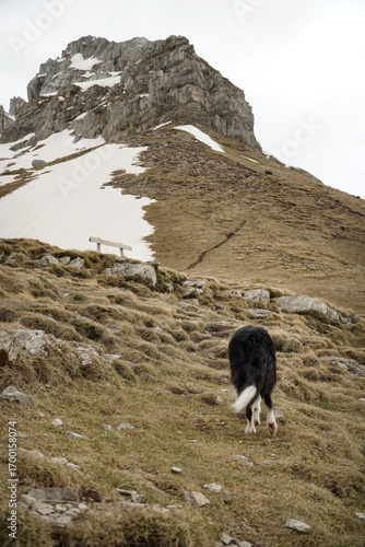 Pet Exploring Nature in the Mountains