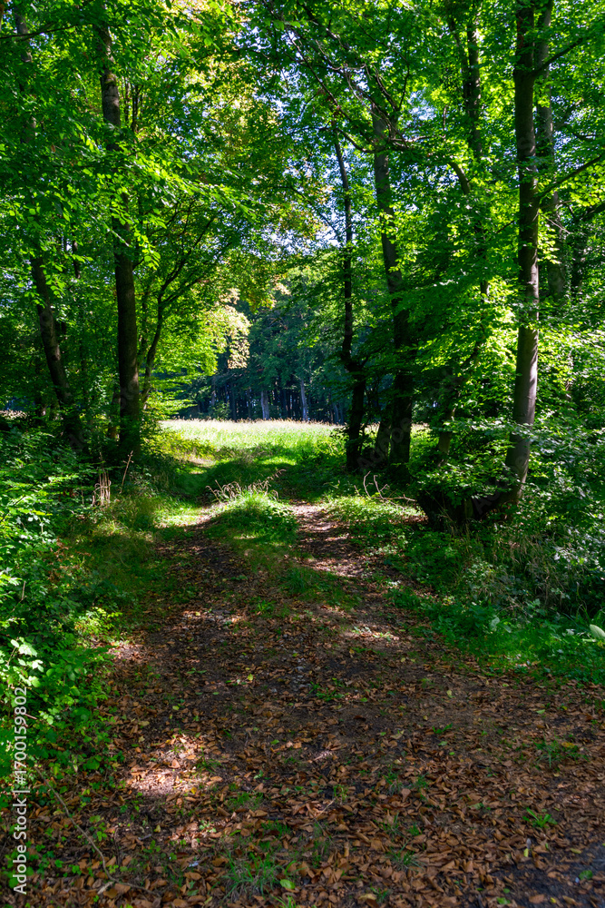 Fototapeta premium path in the woods