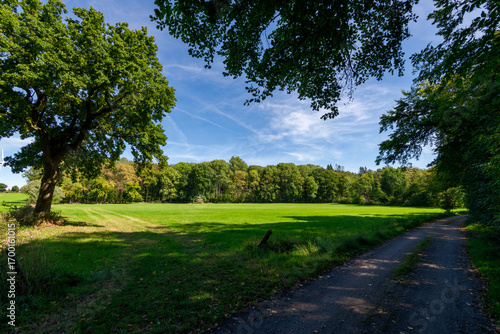 road in the forest