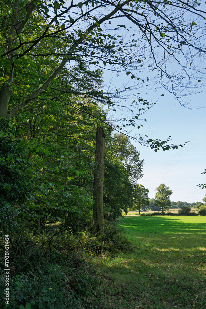 Obraz premium trees in the park