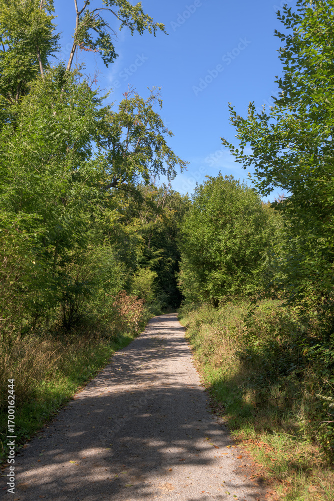 Obraz premium road in the forest