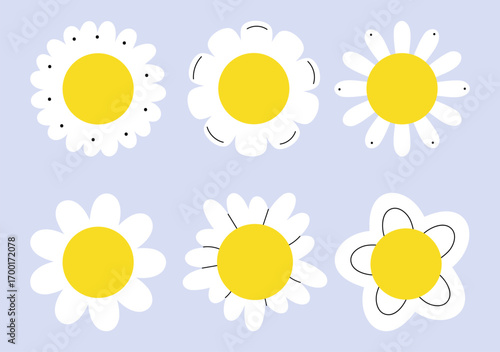 Daisy flower blooms with white petals and yellow center. Simple camomile blossoms, floral plant heads.