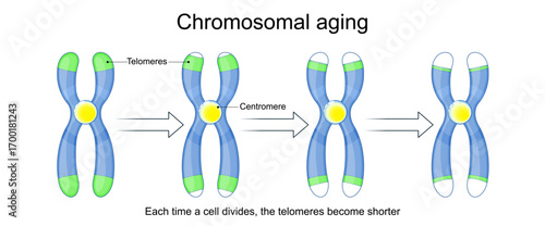 Chromosomal aging. Aging process, Chromosome and telomeres.