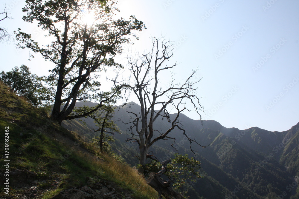 Obraz premium tree in the fog
