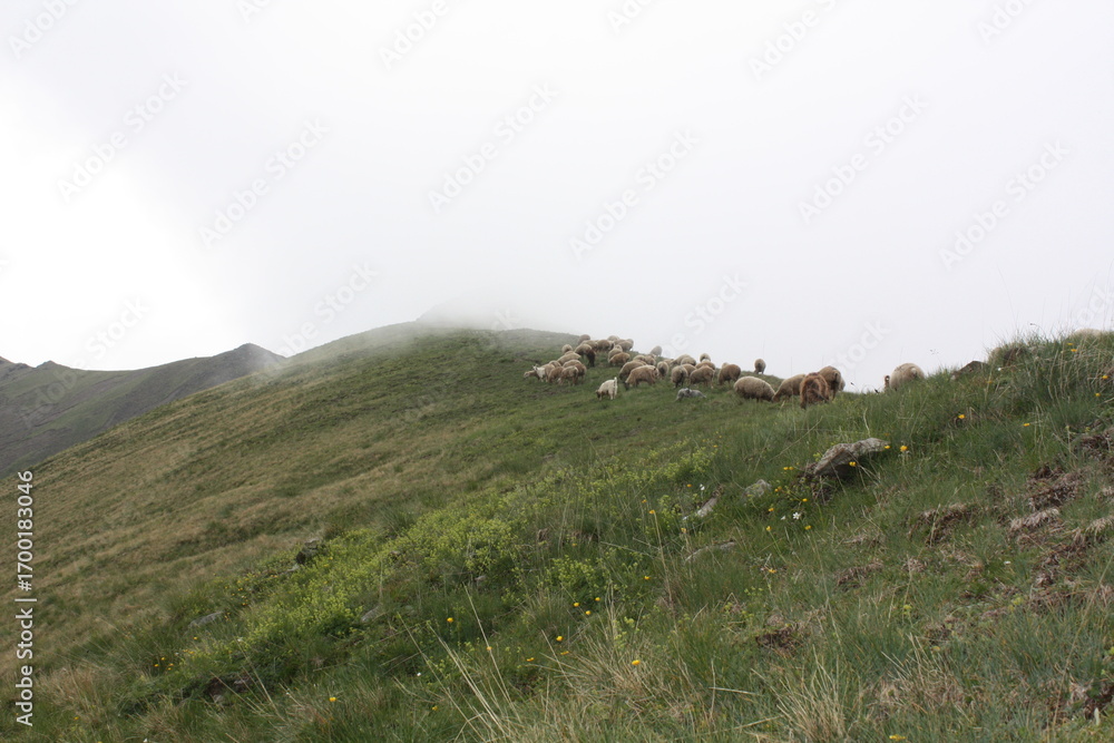 Obraz premium sheep in the mountains