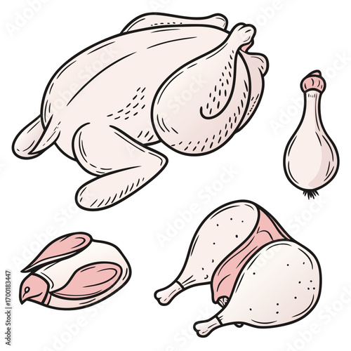 Raw chicken parts vector illustration for cooking recipe and food preparation guide, poultry and meat cuts