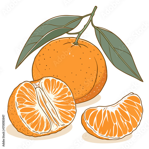 Fresh mandarin oranges with leaves, vibrant and juicy citrus fruit illustration for healthy eating