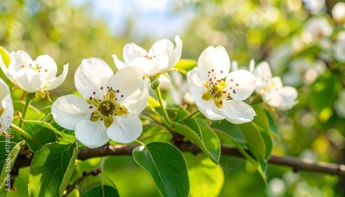 Delicate white pear blossoms in full bloom, bathed in sunlight, showcasing vibrant spring colors and fresh foliage.