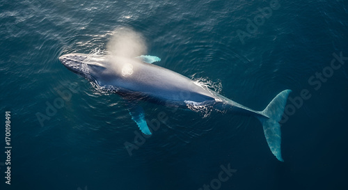 giant blue whale swimming in deep ocean