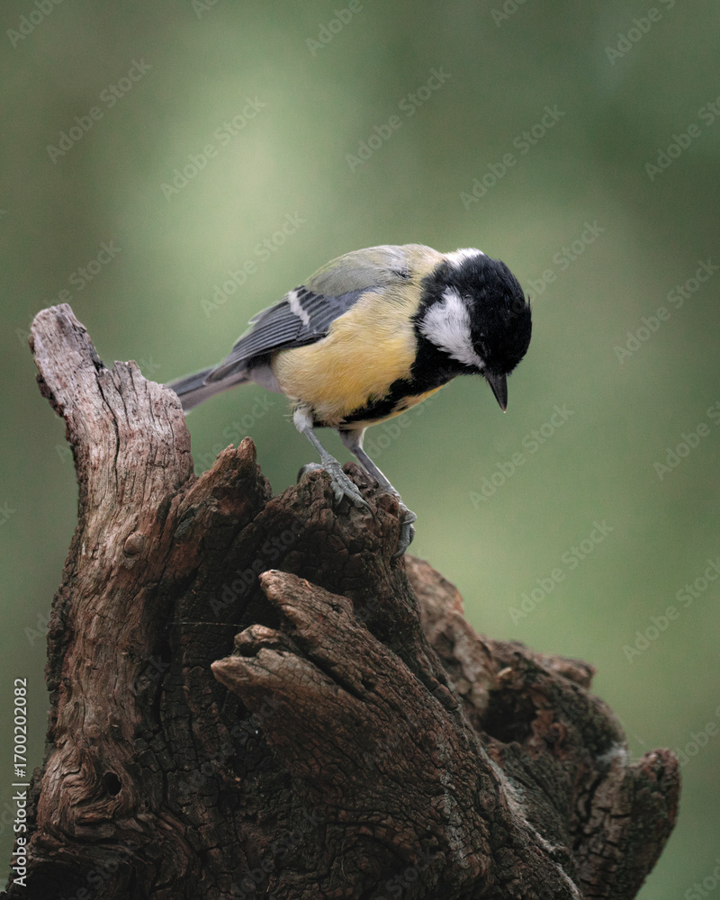 Obraz premium great tit parus major