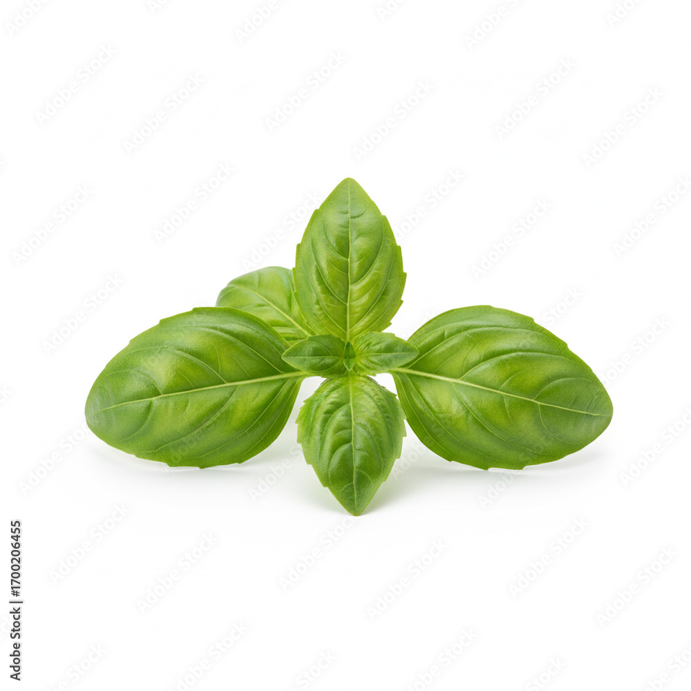 Fototapeta premium A clean and simple shot of a small cluster of basil leaves, isolated on a pure white background (3)